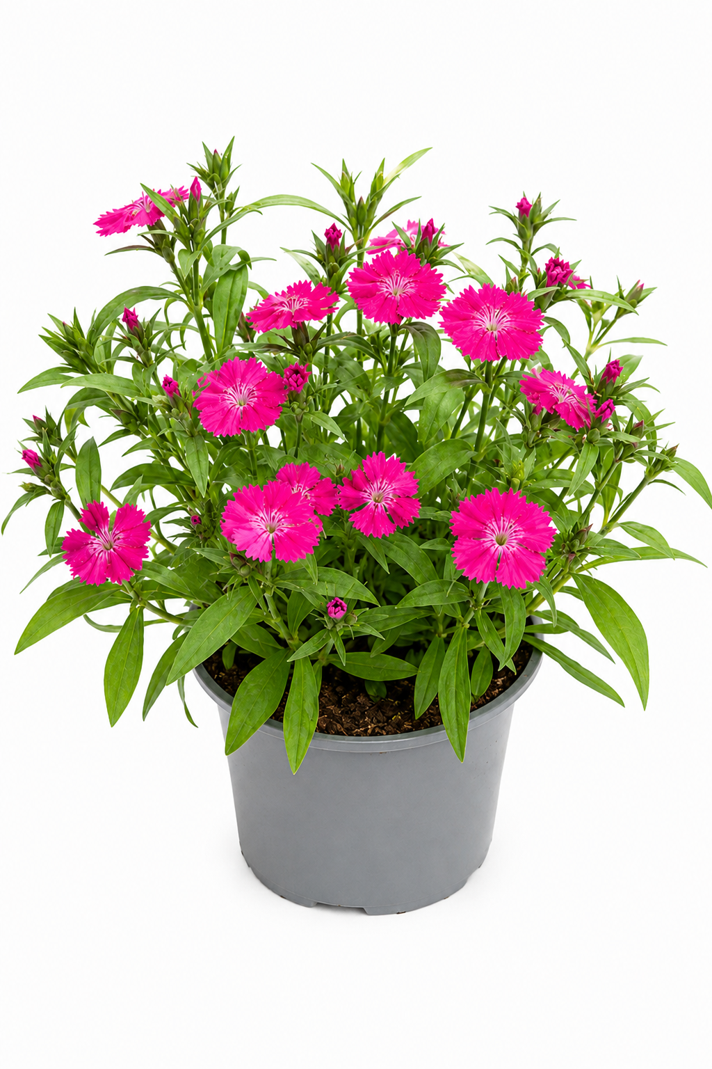 Dianthus chinensis T12 – Chinesische Nelke