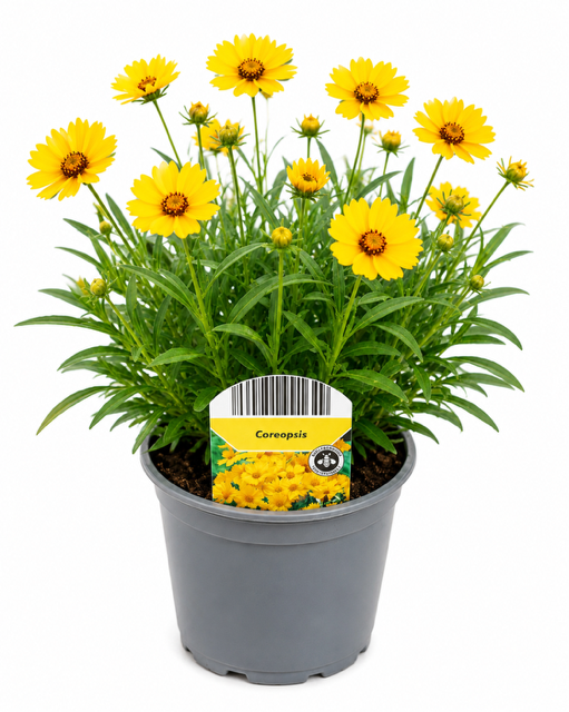 Coreopsis grandiflora – Mädchenauge | Winterhart & bienenfreundlich