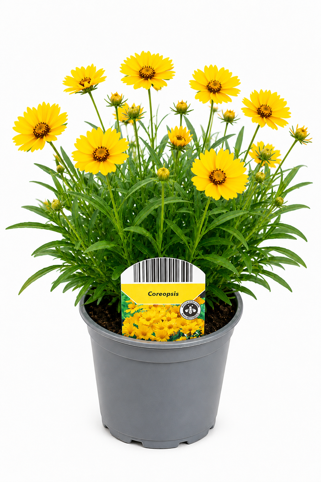 Coreopsis grandiflora – Mädchenauge T12