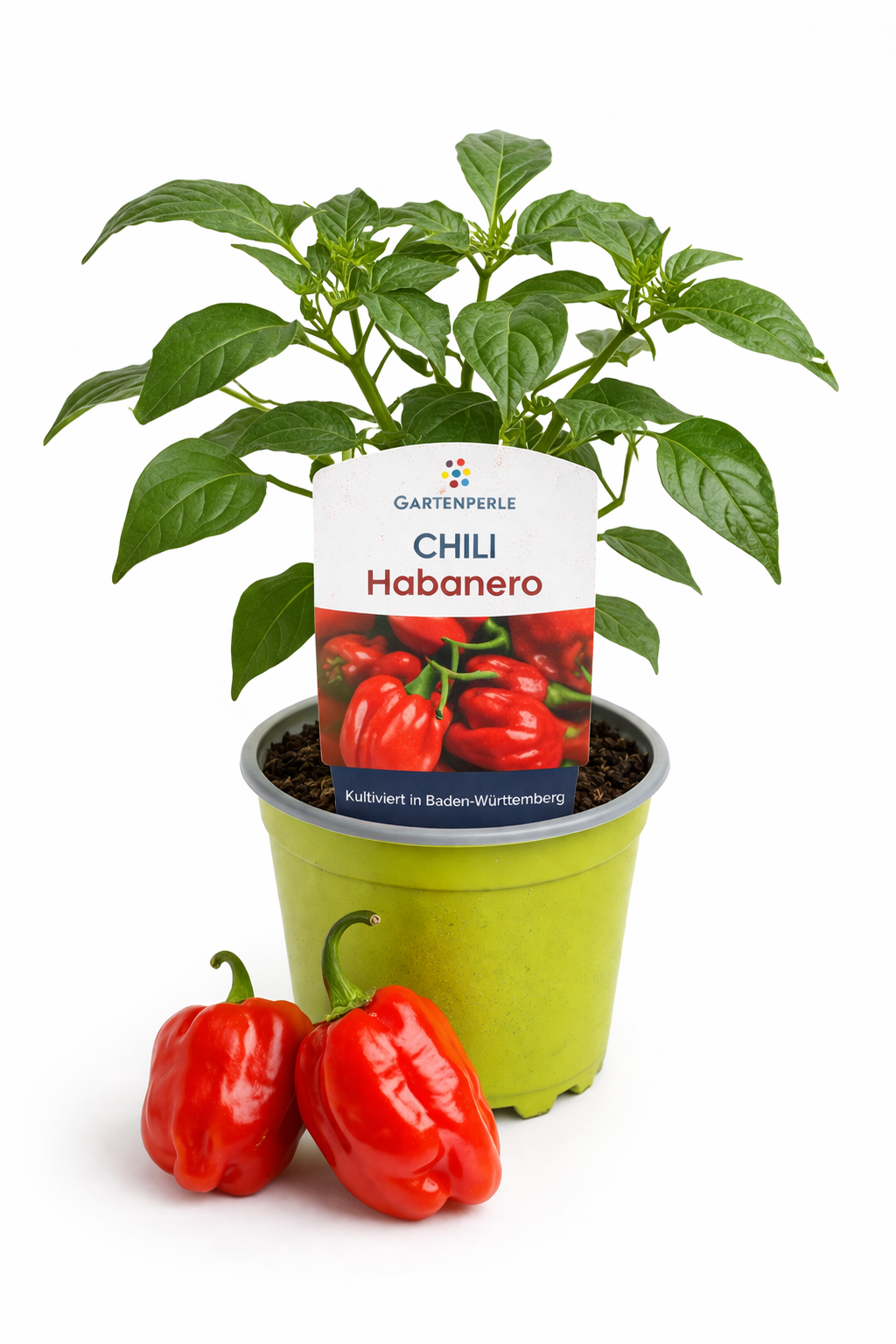 Chili Habanero Pflanze 🌶️ extrem scharf (10,5 cm Topf)