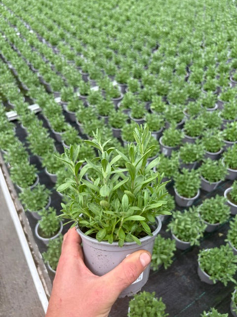 Lavendel 3er Set 🌿 Bienenfreundlich, winterhart & stark duftend