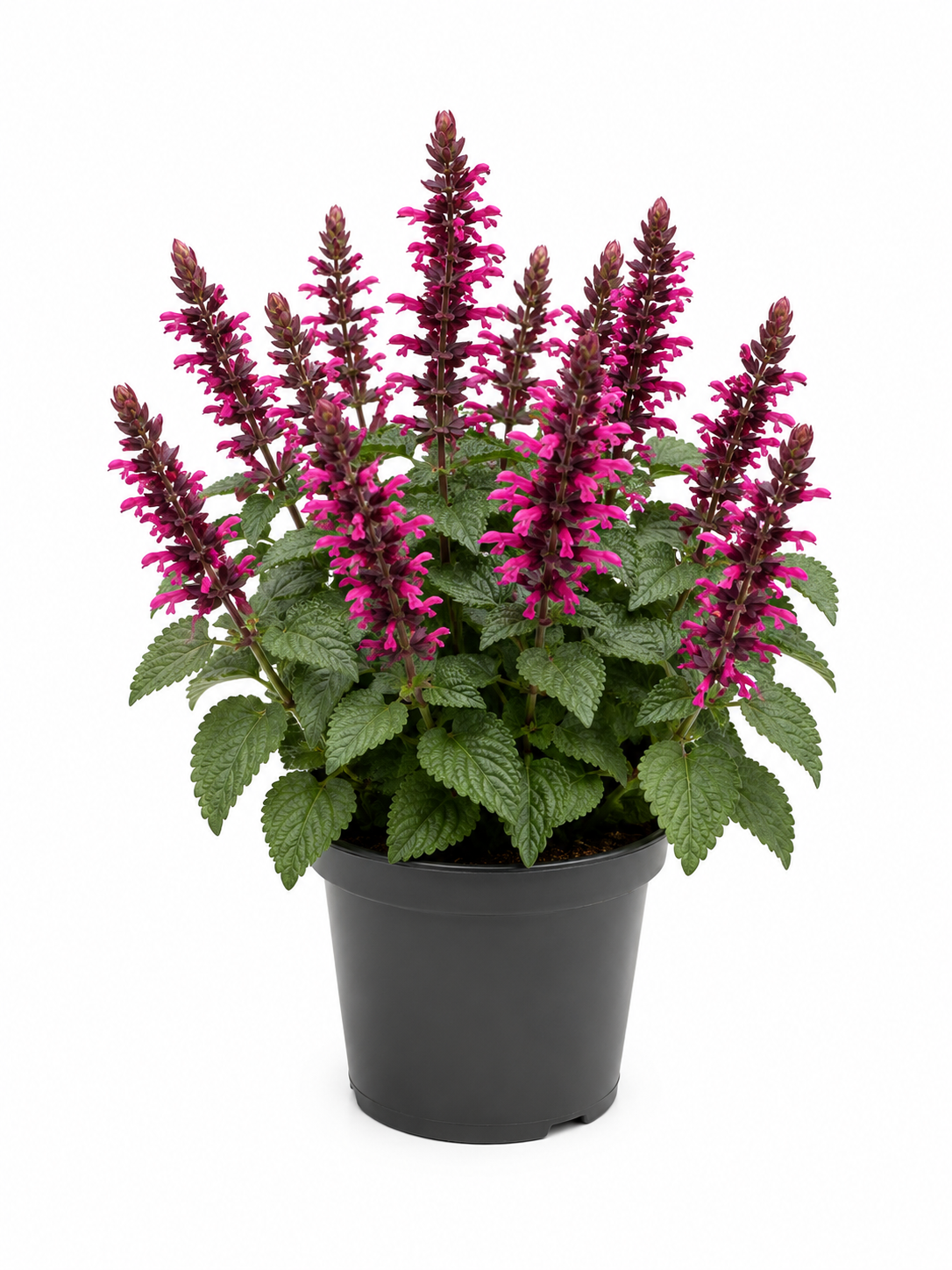 Salvia Salgoon Pink – Winterharte Blütenstaude | Bienenfreundlich | Für Beet, Balkon & Kübel