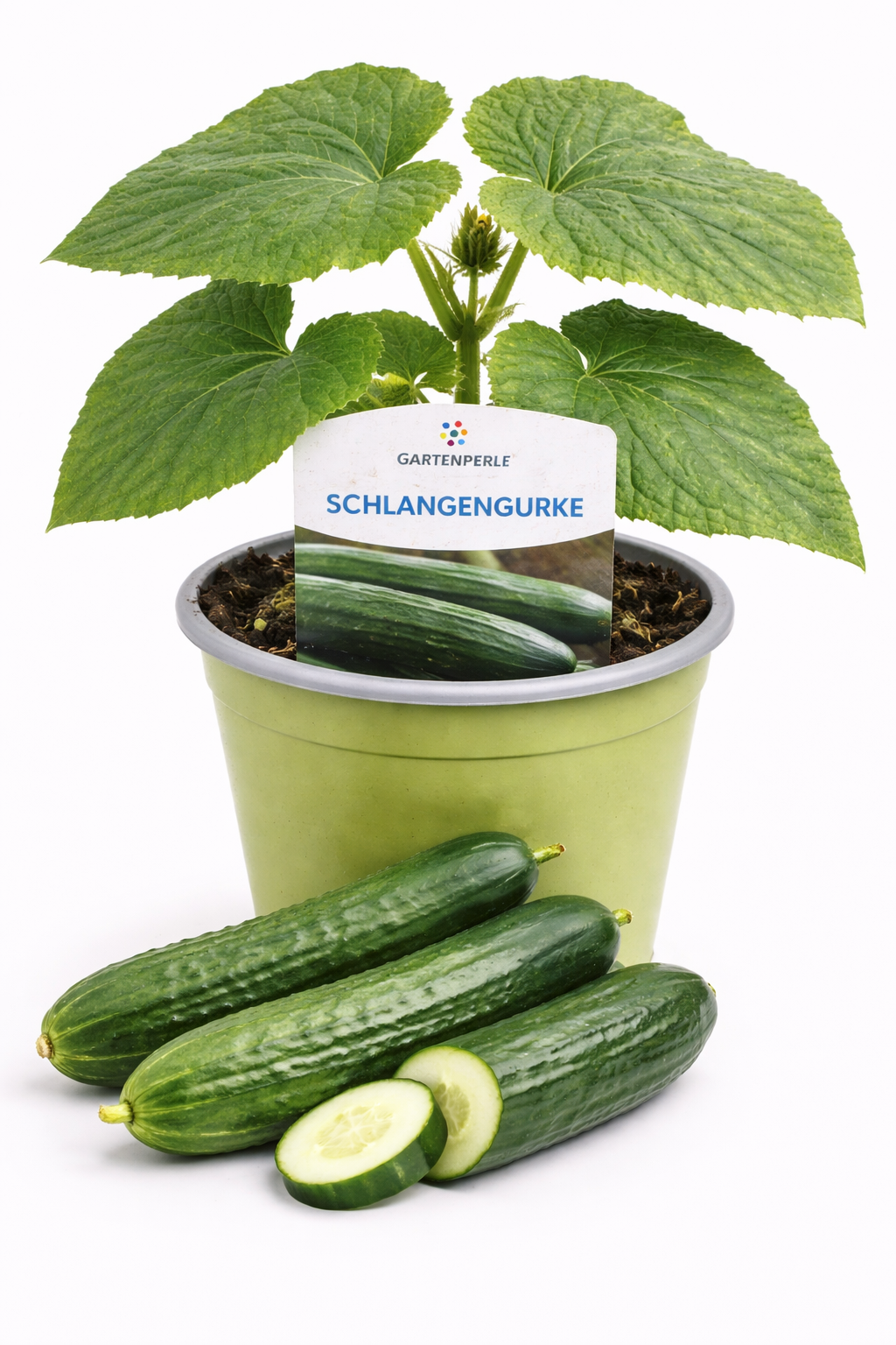Schlangengurke Pflanze 🥒 für Gewächshaus & Balkon (10,5 cm Topf)