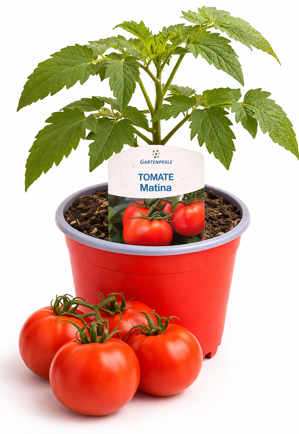 Tomatenpflanze "Matina" 🍅 früh & ertragreich (10,5 cm Topf)