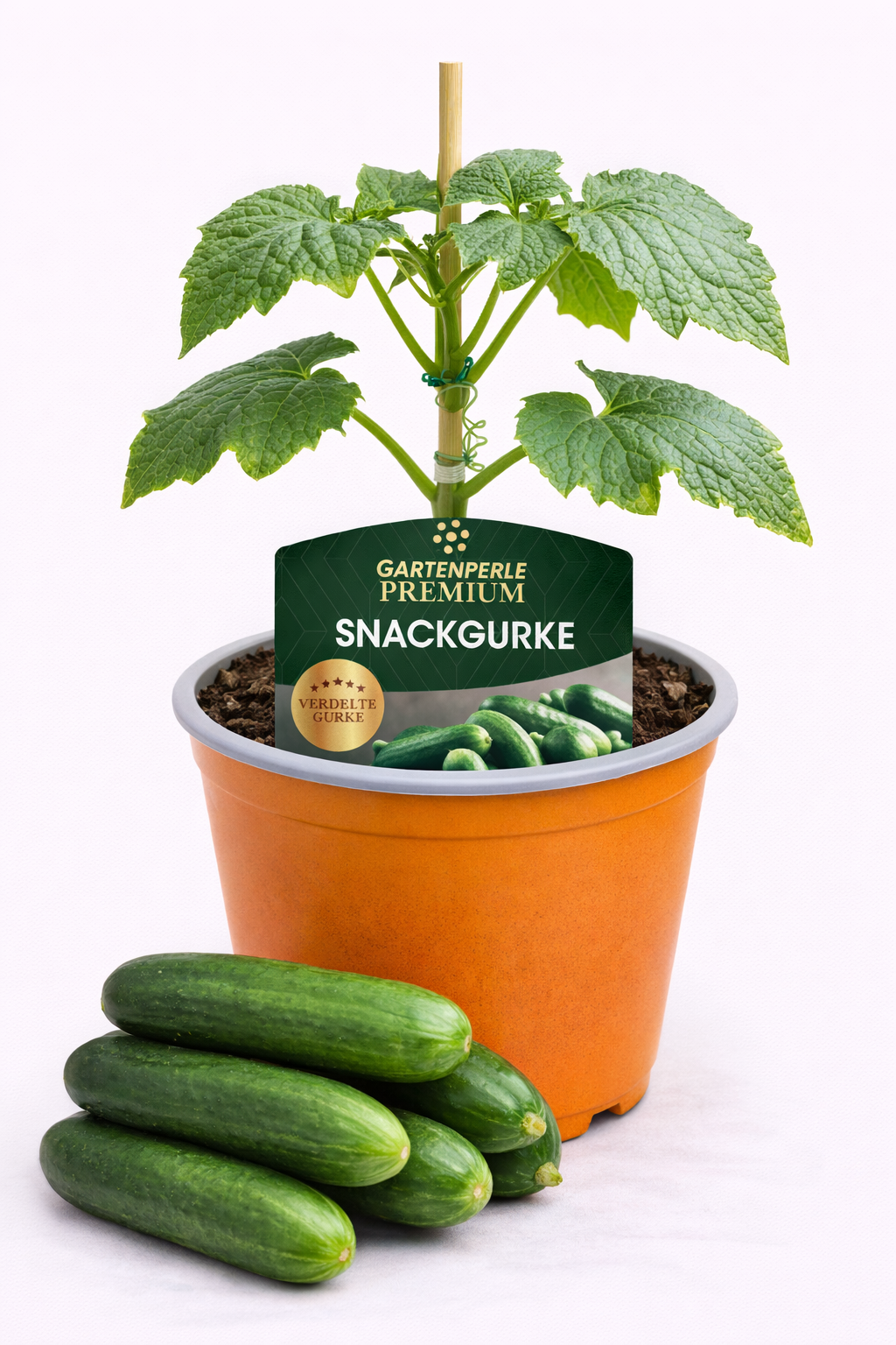 Veredelte Snackgurke 🥒 robuste Premium Jungpflanze für hohen Ertrag