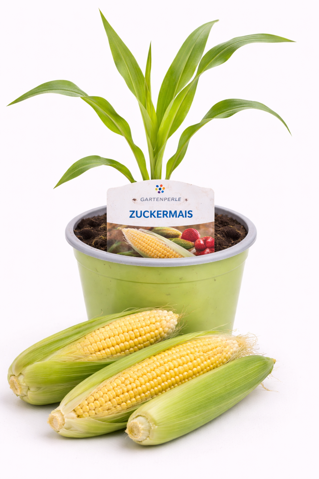 Zuckermais 🌽 süßer Genuss (10,5 cm Topf)