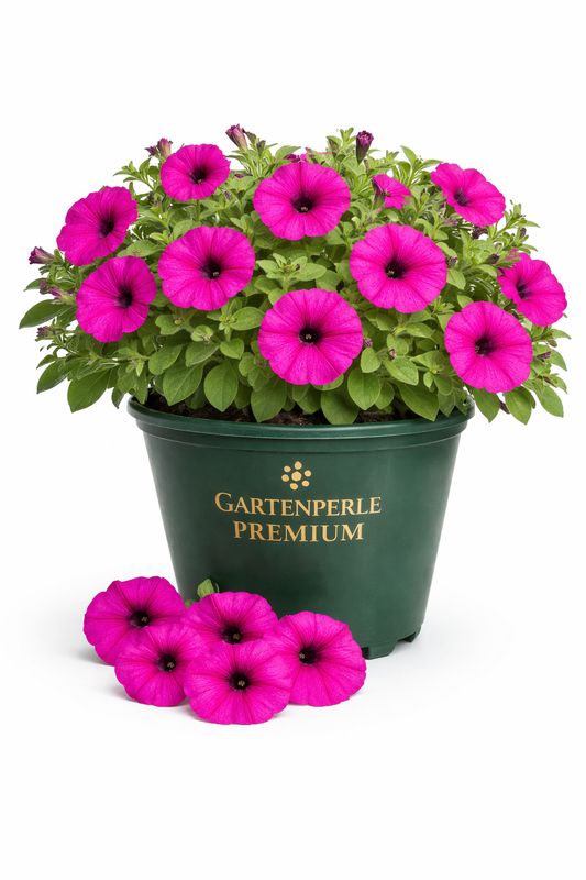 3x Balkonpflanze Petunie Pink 🪷 lange Blüte & pflegeleicht