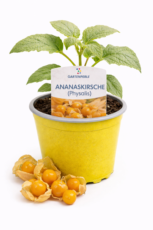 Ananaskirsche (Physalis) 🍊 aromatische Fruchtpflanze (10,5 cm Topf)