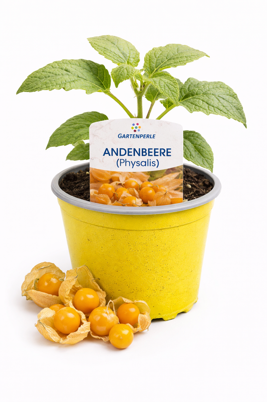 Physalis / Andenbeere 🍊 fruchttragende Pflanze für Balkon & Garten (10,5 cm Topf)