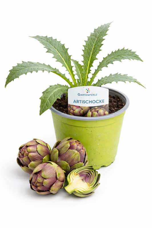 Artischocke Pflanze 🌿 Jungpflanze für Garten & Balkon (10,5 cm Topf)