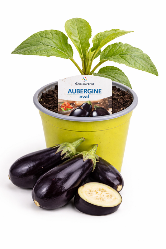 Aubergine oval 🍆 Jungpflanze für Balkon & Garten (10,5 cm Topf)