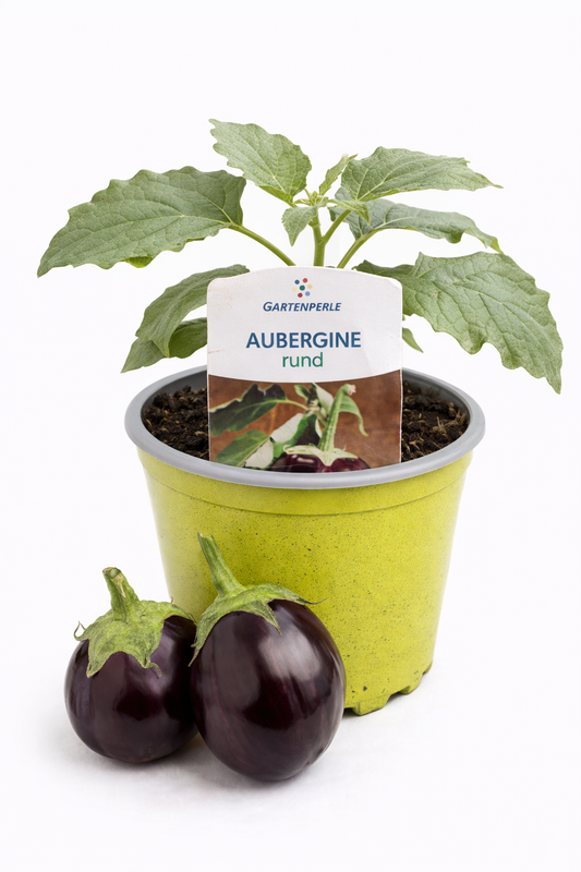 Aubergine rund 🍆 ertragreiche Gemüsepflanze (10,5 cm Topf)