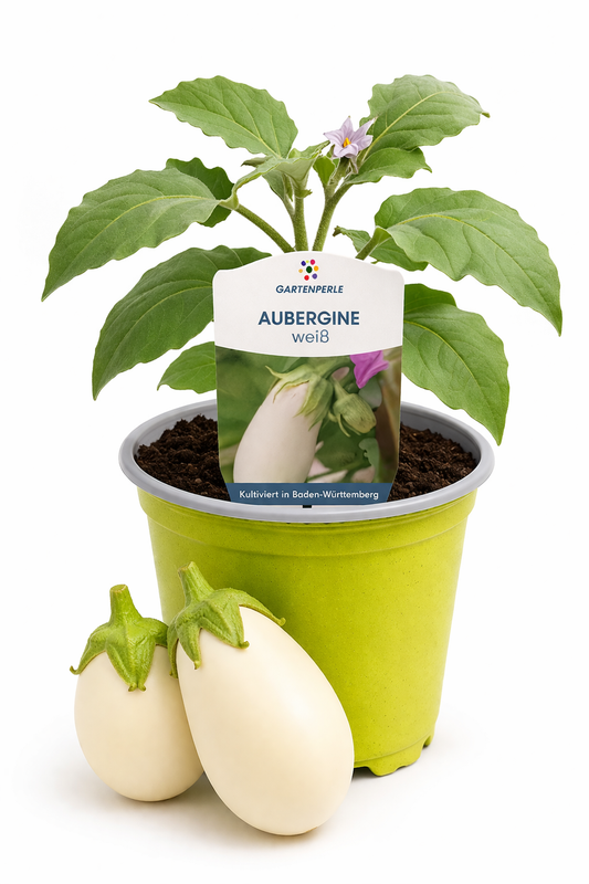 Aubergine weiß 🍆 besondere Gemüsepflanze (10,5 cm Topf)