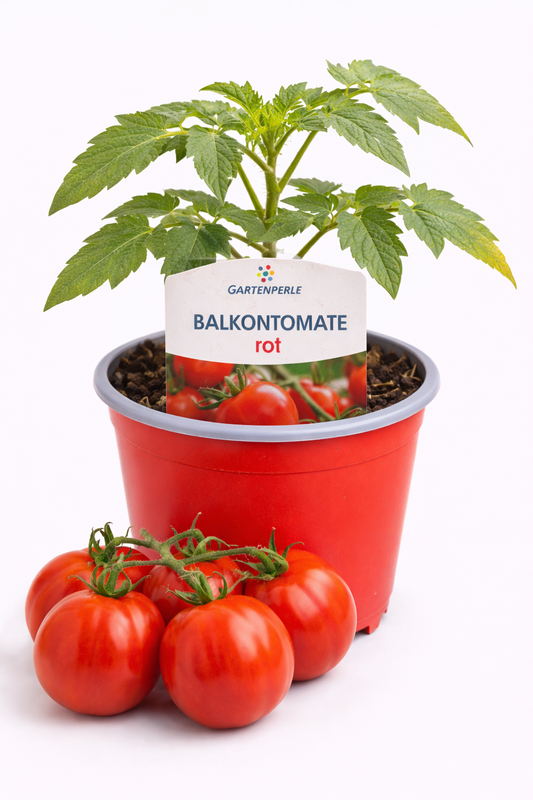 Balkontomate rot 🍅 kräftig & ertragreich (10,5 cm Topf)