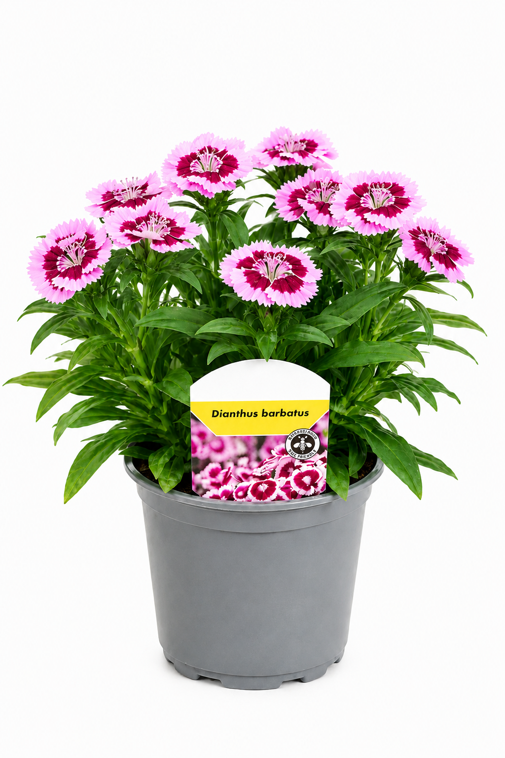 Dianthus barbatus T12 – Bartnelke