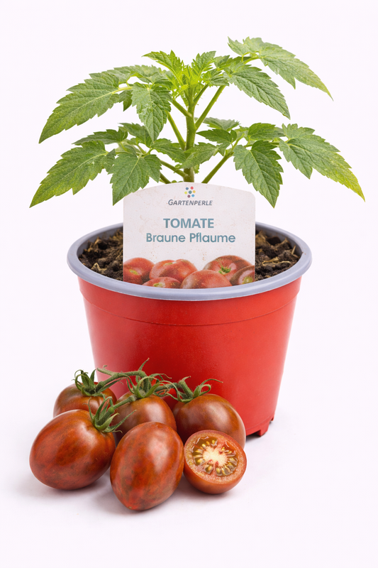 Cocktailtomate "Braune Pflaume" 🍅 besonders aromatisch (10,5 cm Topf)