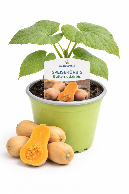 Butternutkürbis 🎃 Pflanze für Garten & Hochbeet (10,5 cm Topf)