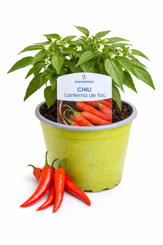 Chili „Lanterna de Foc“ 🌶️ scharfe Ertragssorte (10,5 cm Topf)