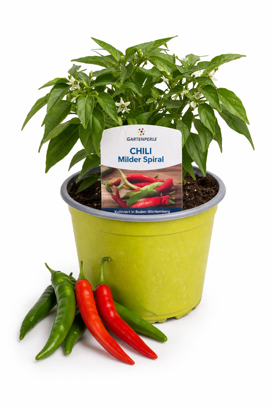 Chili „Milder Spiral“ 🌶️ mild & ertragreich (10,5 cm Topf)