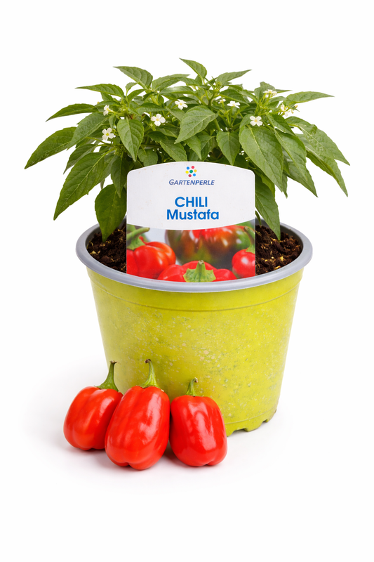 Chili „Mustafa“ 🌶️ mild & paprikaartig (10,5 cm Topf)