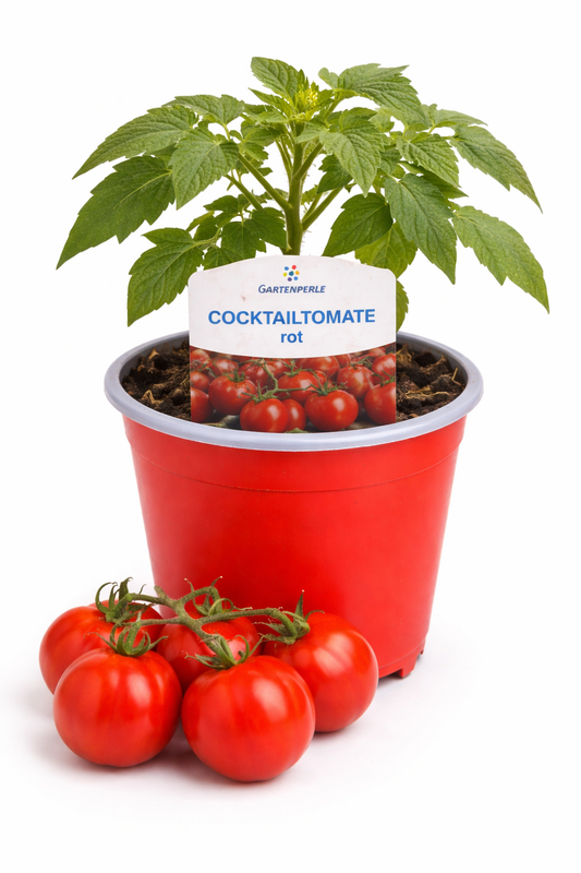 Cocktailtomate rot 🍅 süß & extrem ertragreich (10,5 cm Topf)
