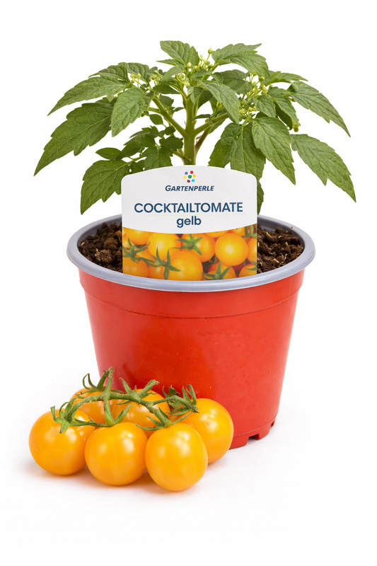 Cocktailtomate gelb 🍅 süß & ertragreich (10,5 cm Topf)
