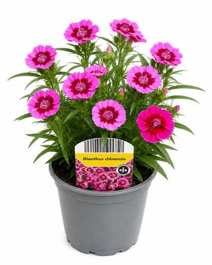 12er Set Bienenfreundliche Stauden für Garten und Balkon | Winterhart & Blühfreudig