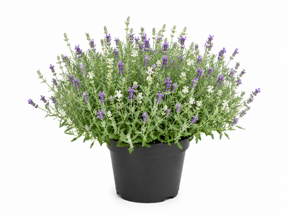Duo Lavendel – Zweifarbiger Lavende T12