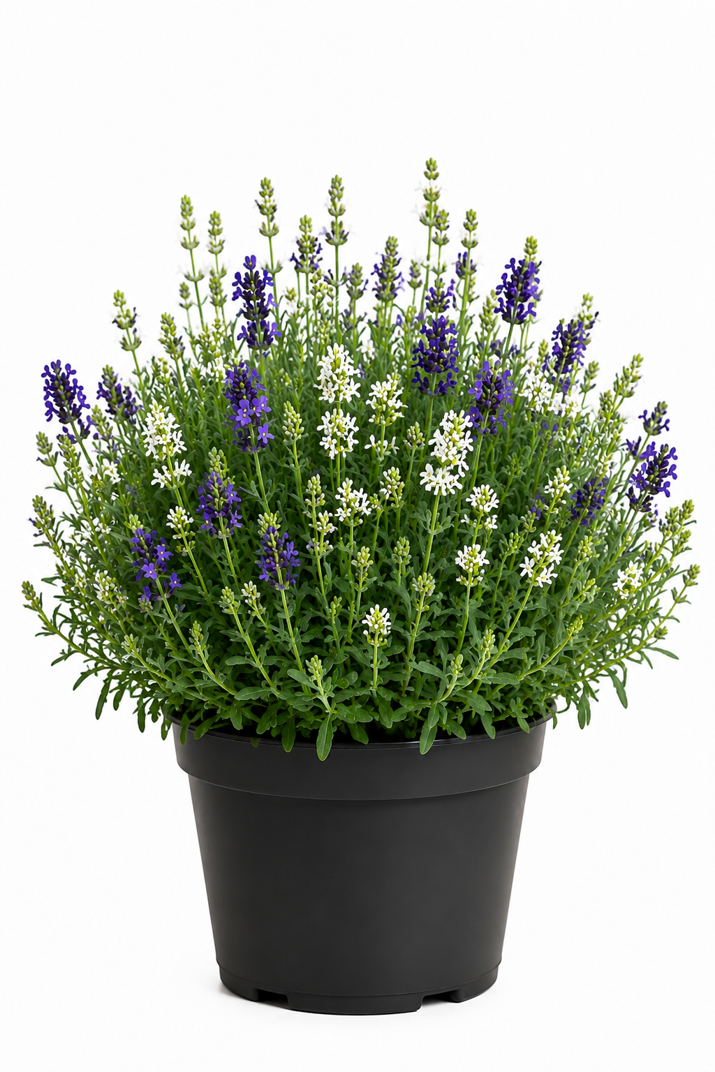 Duo Lavendel – Zweifarbiger Lavende T12