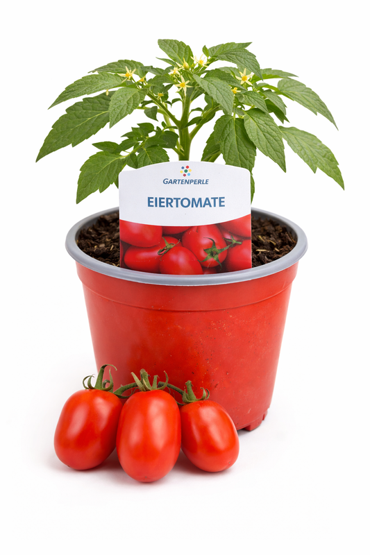 Eiertomate 🍅 kräftig & ertragreich (10,5 cm Topf)