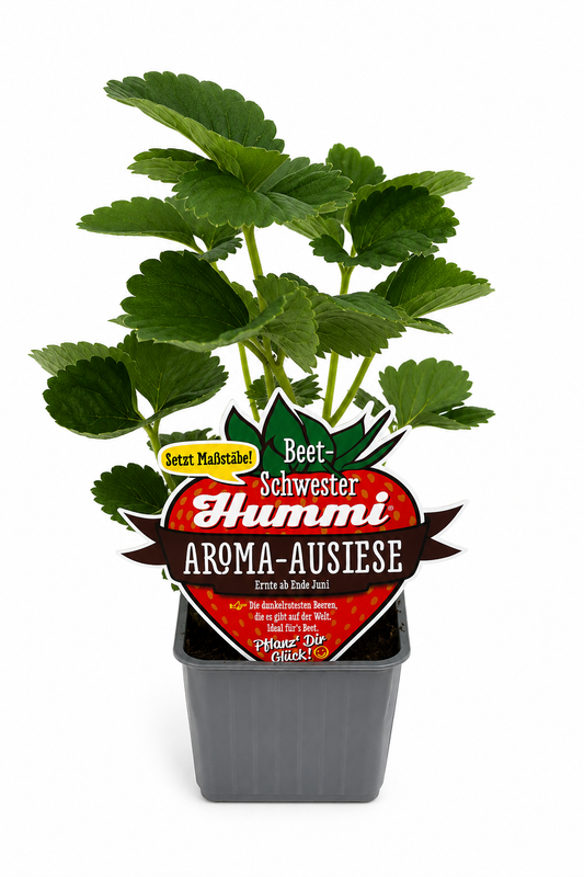 6er Set Hummi Erdbeere 'Aroma-Auslese' | Immertragend