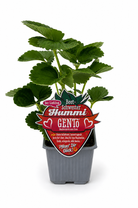 6er Set Hummi Erdbeere 'Gento' | Immertragend