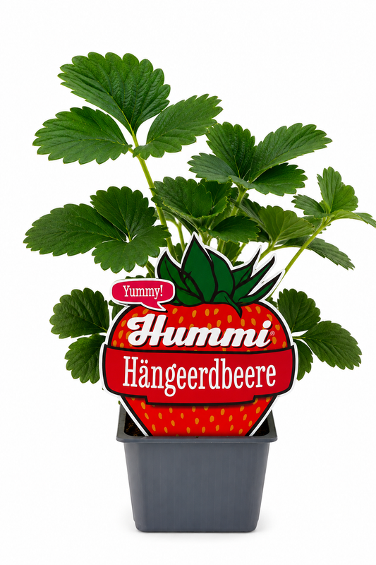 6er Set Hummi Hängeerdbeere | Immertragend