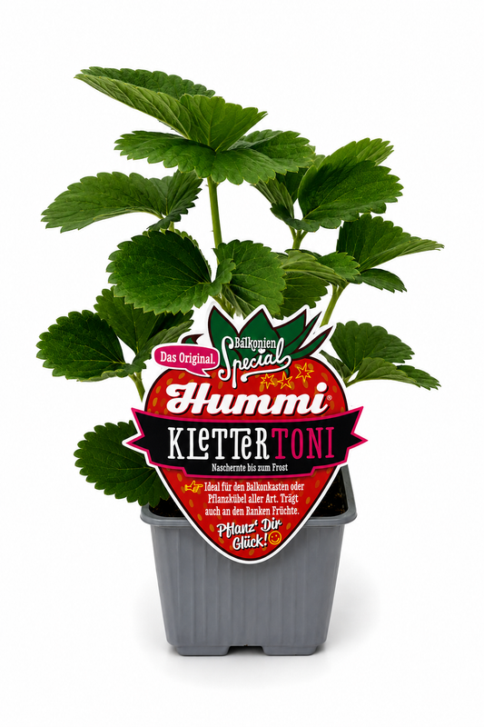 6er Set Hummi Klettererdbeere 'KletterToni' | Immertragend