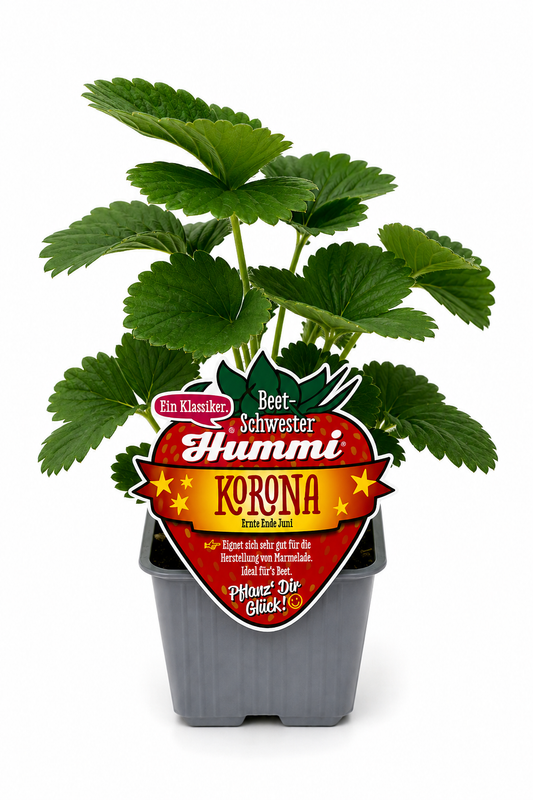 6er Set Hummi Erdbeere 'Korona' | Einmaltragend