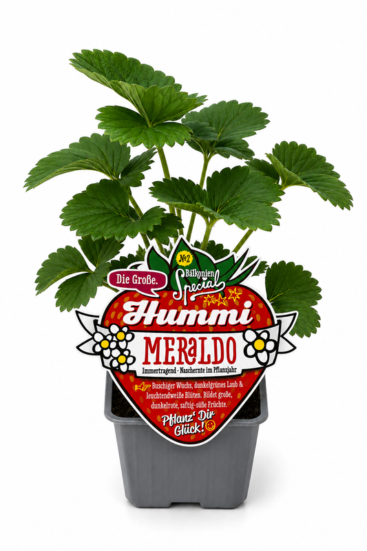 6er Set Hummi Erdbeerpflanze Meraldo | Immertragend