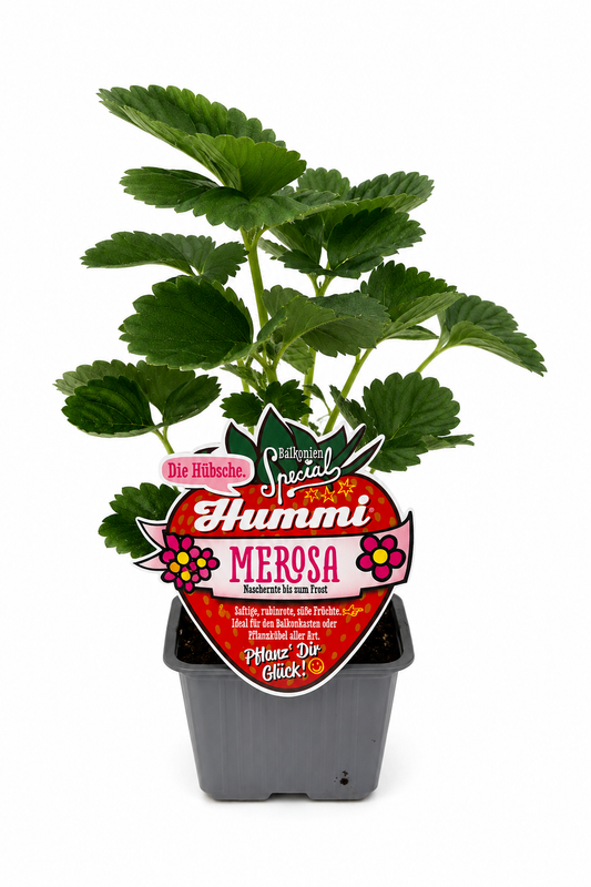 6er Set Hummi Erdbeere 'Merosa' | Immertragend