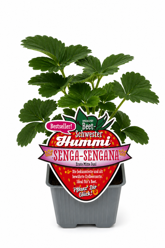 6er Set Hummi Erdbeere 'Senga Sengana' | Einmaltragend