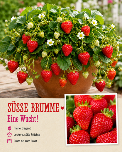 Erdbeere Süße Brumme – Immertragend | Süße Früchte bis zum Frost