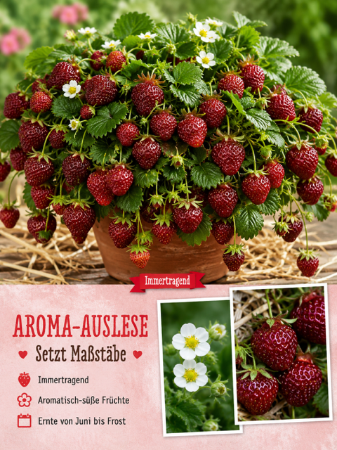 🍓 Erdbeere Aroma-Auslese® – Immertragend | Süße Früchte | Juni bis Frost