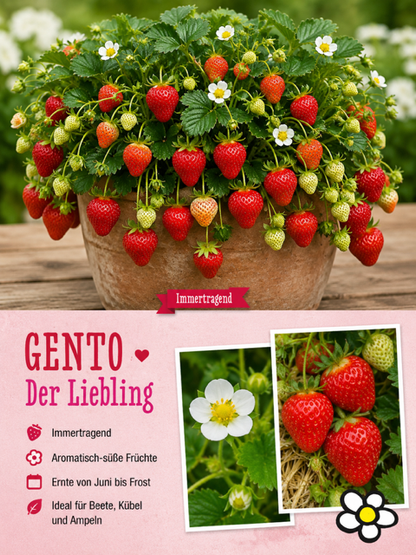 🍓 Erdbeere Gento® – Immertragend | Große süße Früchte | Juni bis Frost