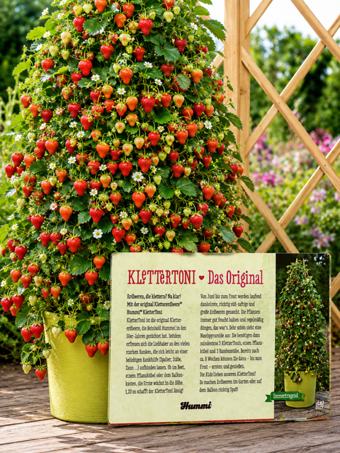 🍓 Hummi® Klettertoni® – Die originale Klettererdbeere | Immertragend | Bis 2 m Höhe