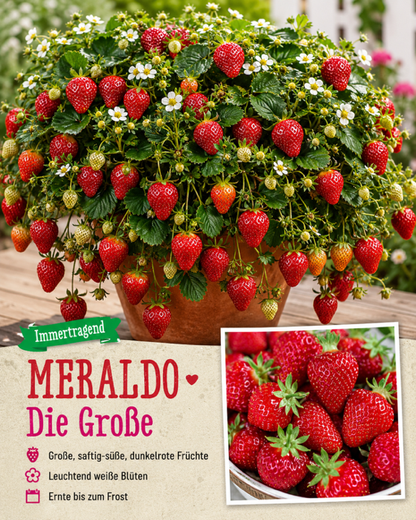 🍓 Erdbeere Meraldo® – Immertragend | Große süße Früchte