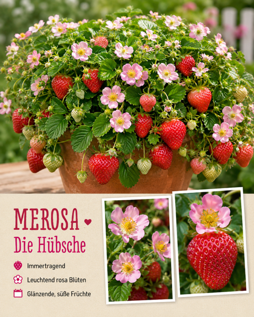 🍓 Erdbeere Merosa® – Immertragend | Rosa Blüten & süße Früchte
