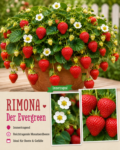 🍓 Erdbeere Rimona – Immertragend | Reichtragende Monatserdbeere für Garten & Kübel