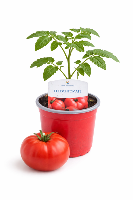 Fleischtomate 🍅 groß, aromatisch, ertragreich (10,5 cm Topf)