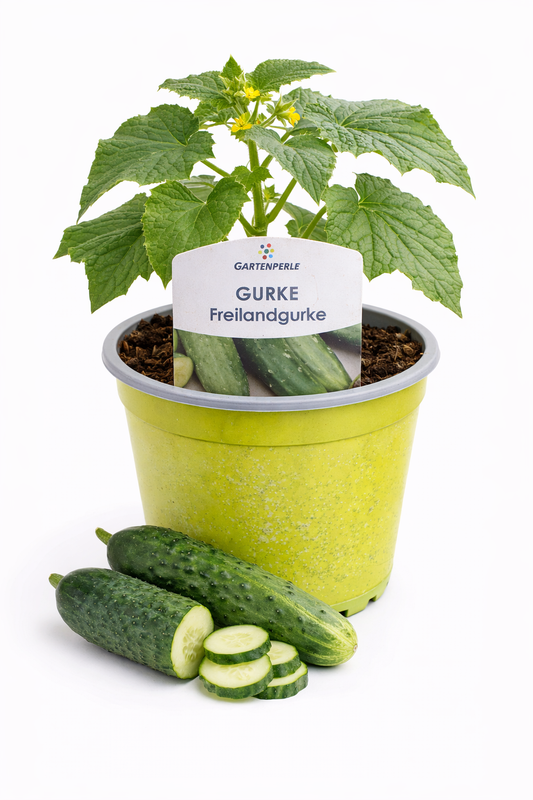 Freilandgurke 🥒 knackige Salatgurke für Garten & Beet (10,5 cm Topf)