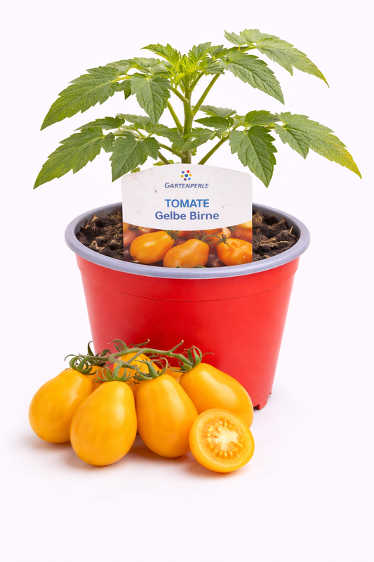 Cocktailtomate "Gelbe Birne" 🍅 süß mit intensiver Farbe (10,5 cm Topf)
