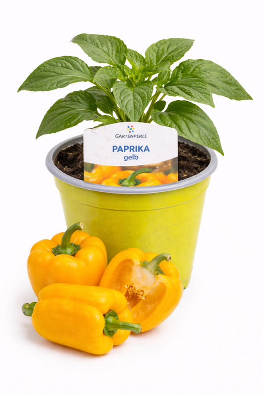 Paprika Pflanze gelb 🫑 süß & ertragreich (10,5 cm Topf)
