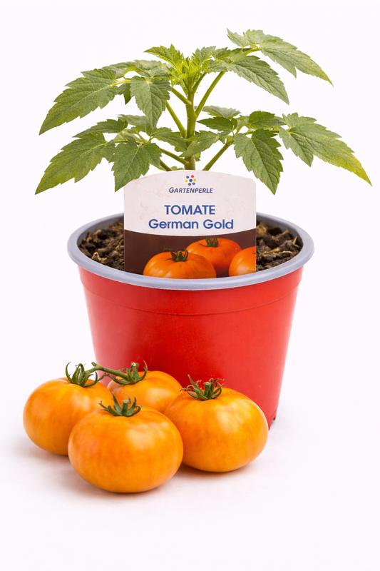 Tomate „German Gold“ 🍅 aromatische Fleischtomate (10,5 cm Topf)